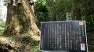 本当にタコみたいな木の根っこ