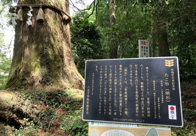 本当にタコみたいな木の根っこ