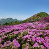 ミヤマキリシマの群生地