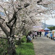  勝浦町の生名谷川でちょうどさくら祭りで盛り上がっていました