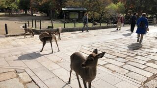 奈良公園にたくさん！