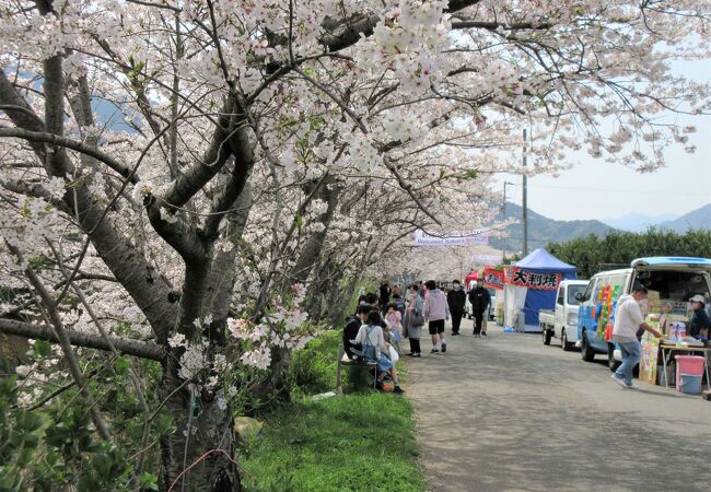  勝浦町の生名谷川でちょうどさくら祭りで盛り上がっていました