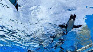 定番ですが行く価値がある水族館。事前予約チケットで入場します。