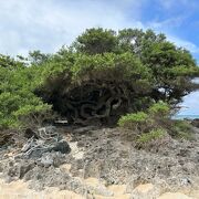 砂浜に生きる木