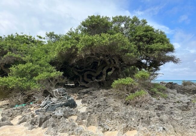 砂浜に生きる木