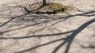 三州足助屋敷付近の、広々とした広場。