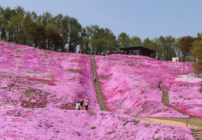 ひがしもこと芝桜まつり