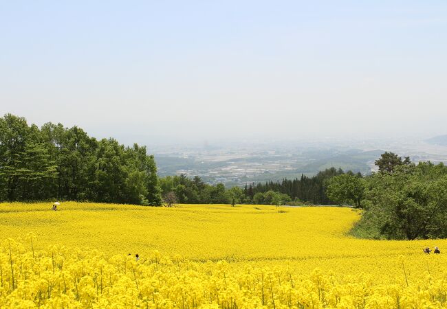 菜の花畑はすばらしかったけど。