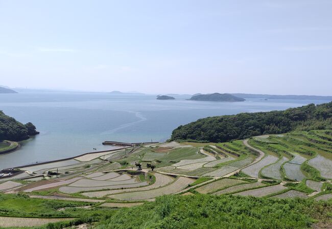 かなり規模が大きな棚田（今まで見た中では一番）