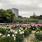 藤・芍薬