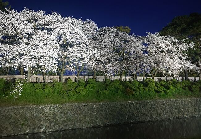 お堀の外から見た桜が綺麗でした