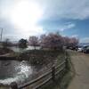 六道堤の桜