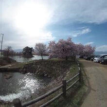 六道堤の桜と駐車場