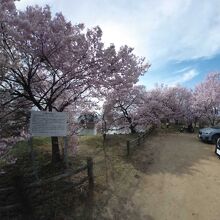 六道堤の桜 案内板