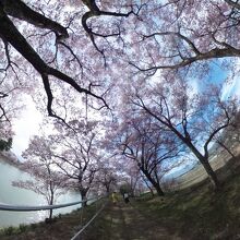 六道堤の満開の桜並木
