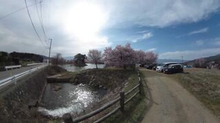 六道堤の桜