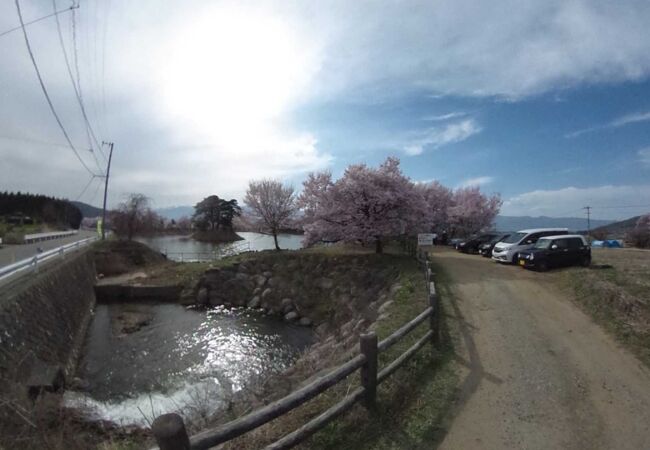 高遠の桜を見る前に、池の周りに桜が咲いている場所に寄った
