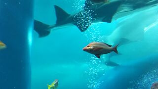 イルカショーがおすすめ