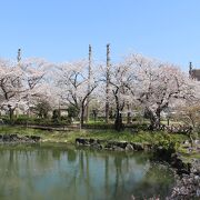 桜の時期に訪問、桜がきれいで池もあってよい公園でした