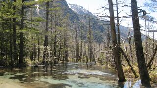透き通った浅い水辺に立ち枯れの木々が