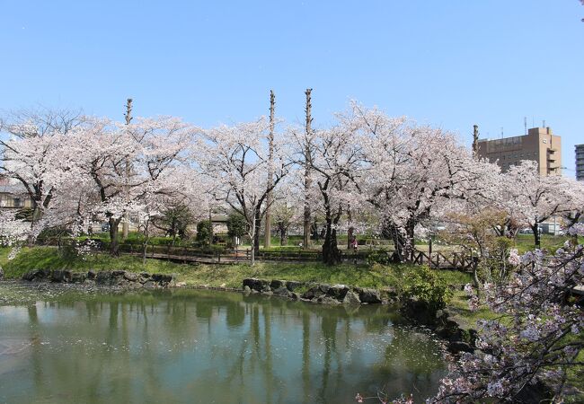 桜の時期に訪問、桜がきれいで池もあってよい公園でした