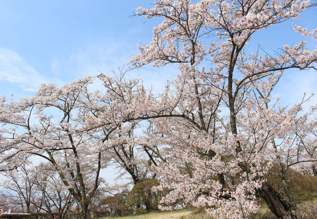 桜の終盤、まだ見頃との情報で行ってみました。