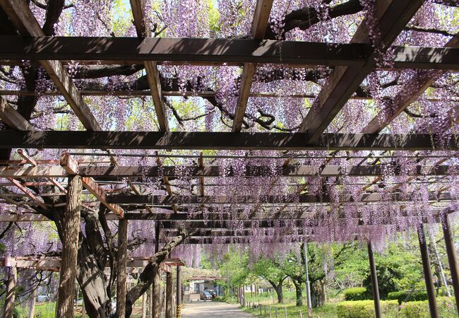 大天白公園