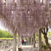 ふじの咲く丘は地元イチオシの藤の名所