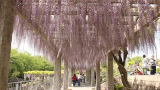 ふじの咲く丘は地元イチオシの藤の名所