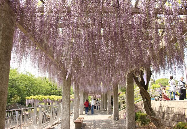 ふじの咲く丘は地元イチオシの藤の名所