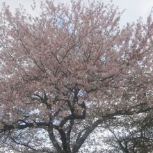 桜の木も多くあります