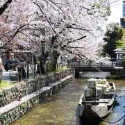 京都市内の桜の名所