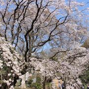 しだれ桜を見に行きました