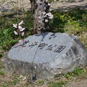 京都の桜の名所