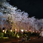 春祭りで夜桜