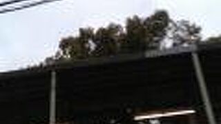 萱島神社のくすのき　　