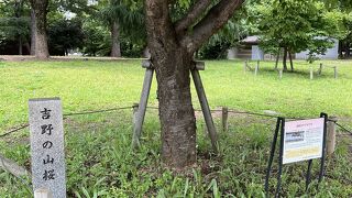 お花見と芸術鑑賞