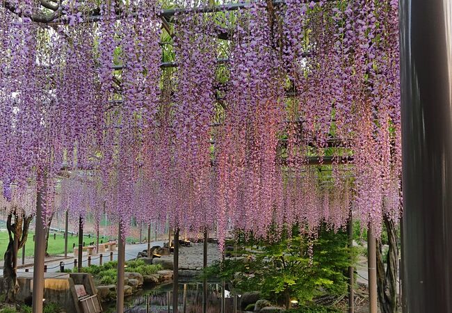 「尾張津島藤まつり」開催期間中に訪問