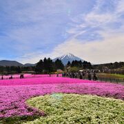 富士山と芝サクラ　最も美しいのはマックダニエルクッション