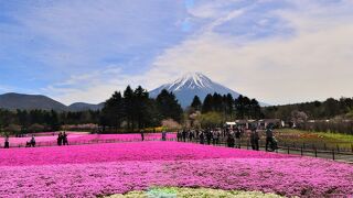 富士山と芝サクラ　最も美しいのはマックダニエルクッション