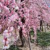 日本最古の天満宮の梅は見事です。