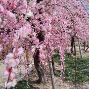日本最古の天満宮の梅は見事です。