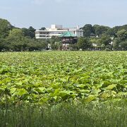 上野公園にある広大な広大な天然池