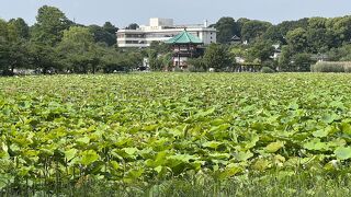 上野公園にある広大な広大な天然池