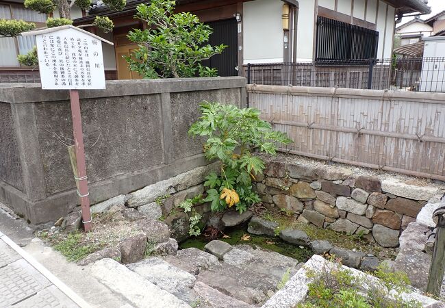 湧き水　梅の川