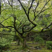 青蓮院門跡は庭園がきれいな寺院ですので、雨の日の参拝がお勧めです。個人の感想です。