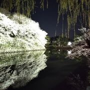 お濠の桜のライトアップ