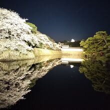 夜桜