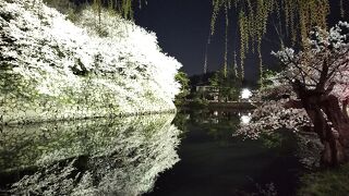 彦根城桜まつり