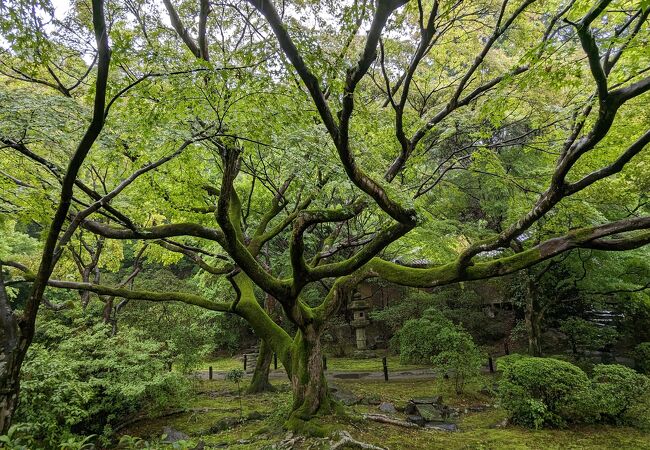 青蓮院門跡は庭園がきれいな寺院ですので、雨の日の参拝がお勧めです。個人の感想です。